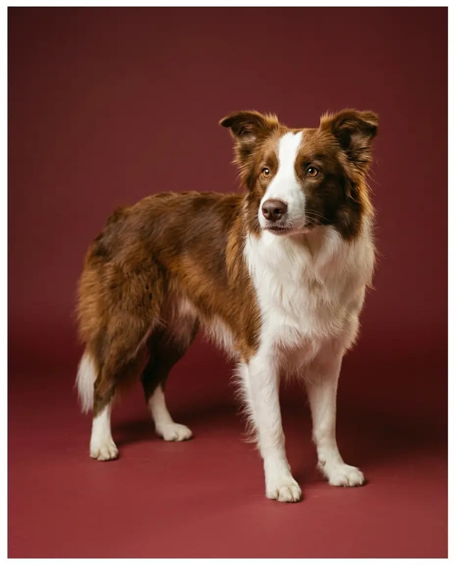 June, Border Collie rouge et blanc, regard doux