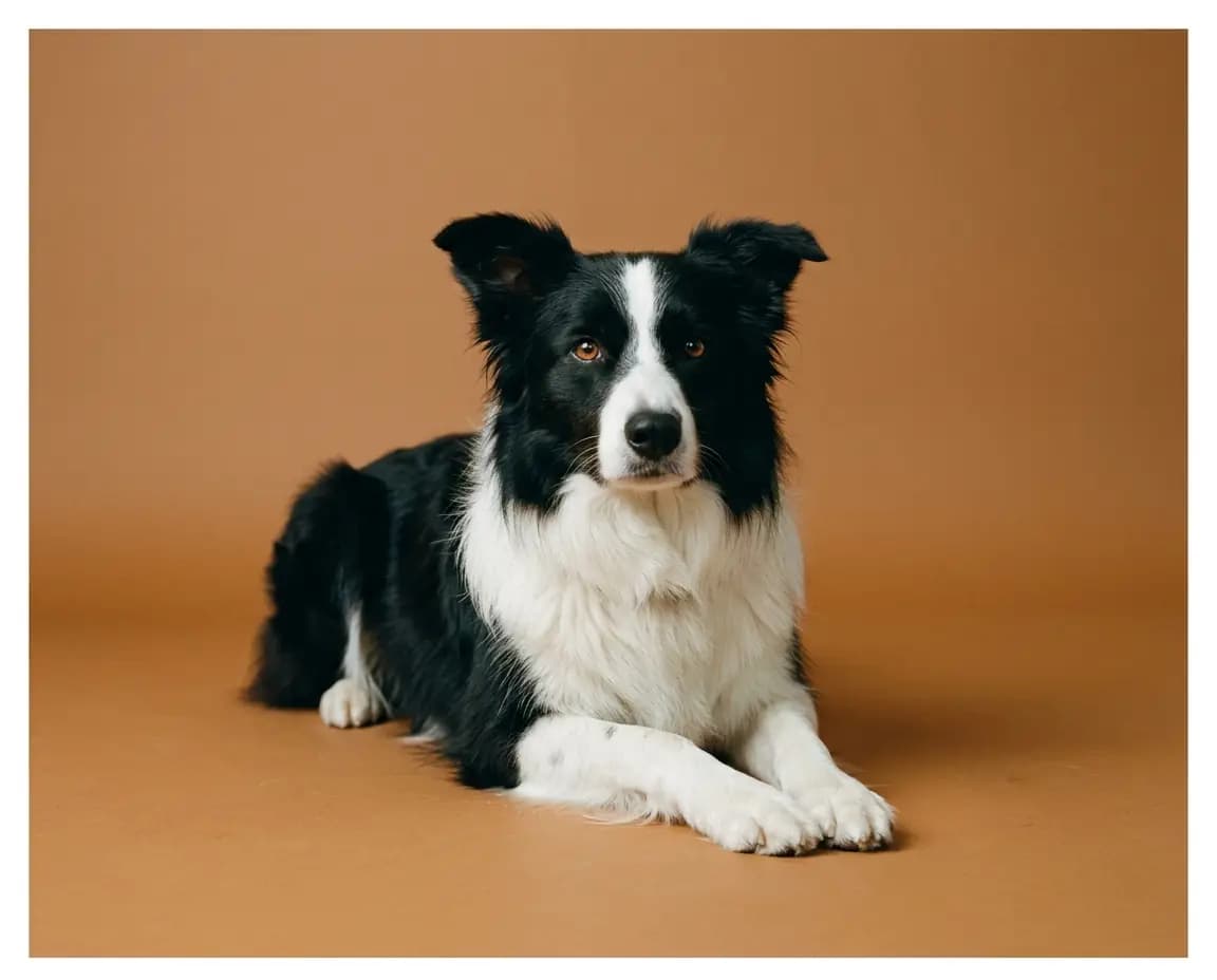 Pavel, Border Collie noir et blanc en pose sphinx