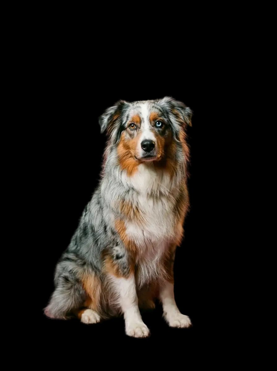 Marius, notre Berger Australien bleu merle, regard attendri