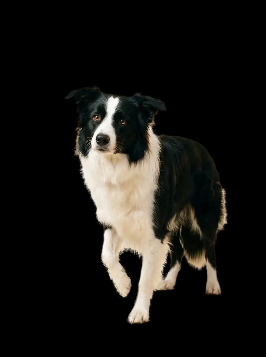 Pavel, notre Border Collie, en posture d'éveil attentif